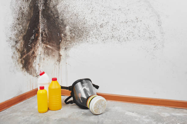 Best Post-Flood Mold Remediation in Eyota, MN